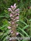 Motherwort Herb P.E.