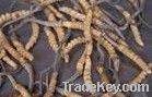 Cordyceps Extract