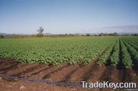 DAYU DRIP IRRIGATION TAPE for SDI From China