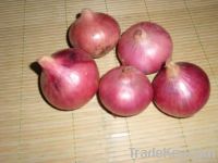 Fresh Red Onion