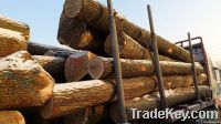 Sawn oak timber