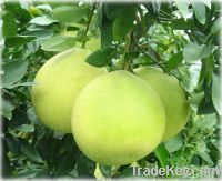 Fresh Honney Pomelo