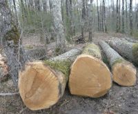 FRESH CUT WHITE OAK LOGS