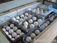 Fresh Chicken Egg | Ostrich Egg | Chicks, African Parrots Eggs