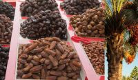 Dates, Fresh Dates Fruits, Dried Date Fruit Fresh And Dried 100% Quality