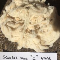 Scoured Sheep Wool