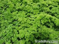 Parsley