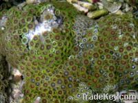 Assorted zoanthid