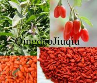 china dried goji berry