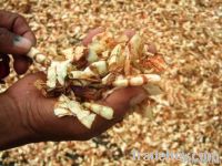 Shrimp Meal