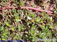 purslane