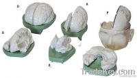 Model of Brain, Human Anatomical Model(6 parts)