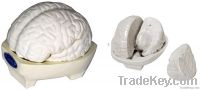 Human Anatomical Model of Brain(3parts)