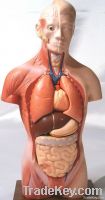 Unisex Torso Model 7 parts, medical model