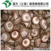 fresh shiitake mushroom