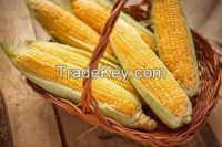 corn