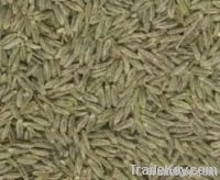 CUMIN SEEDS