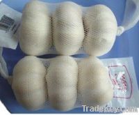 fresh garlic