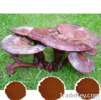 Ganoderma Lucidum (Reishi Mushroom) Mycelium Extract