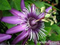 Passiflora incarnata extract powder