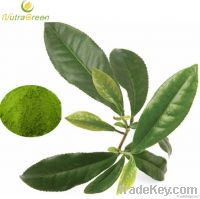 Green Tea Extract Powder L-theanine 30%