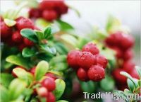 Anthocyanins 25% Cranberry Extract Powder