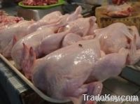 https://cn.tradekey.com/product_view/Export-Chicken-Paw-Chicken-Feet-Suppliers-Poultry-Feet-Exporters-Chicken-Feets-Traders-Processed-Chicken-Paw-Buyers-Frozen-Poultry-Paw-Wholesalers-Low-Price-Freeze-Chicken-Paw-Best-Buy-Chicken-Paw-Buy-Chicken-Paw-Import-Chicken-Paw-Ch-4096653.html