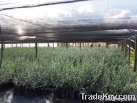 Olive Oil Producing Trees