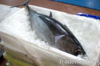 Part Whole Frozen Bluefin Tuna (Thunnus