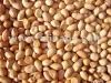 Qulity Peanuts for Exports