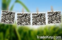 sunflower seeds 5009