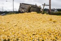 Fresh Yellow Corn &amp;amp