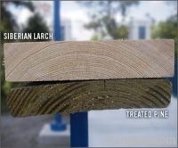 Spruce / Pine /  Siberian larch