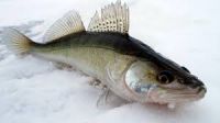 Fresh Pike Perch,pike, Perch,bream