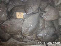 Frozen Whole Round Black Pomfret