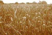 Durum Hard Wheat