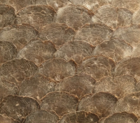 natural gold capiz mosaic tiles