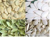 Snow White Pumpkin seeds