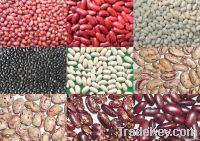 Black kidney beans, red kidney beans, white kidney beans