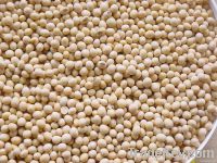 soybeans