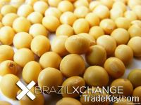 soybean