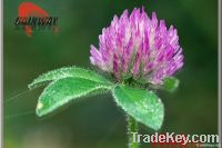 Isoflavone  herbal Red Clover Extract