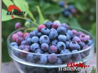 Anthocyanins Bilberry Extracts