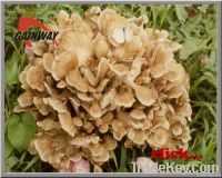 fungus: Maitake Mushroom extract