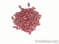 kidney bean