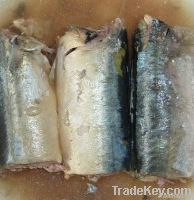 Canned Marckerel