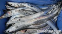 Ribbon Fish