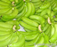 fresh cavendish bananas