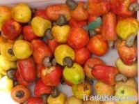 Cashew Kernel &amp; Nuts