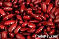 All Types Kidney Beans